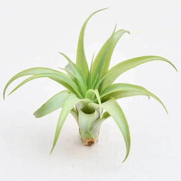 Air Plant, Tillandsia brachycaulos (Medium) - Plant