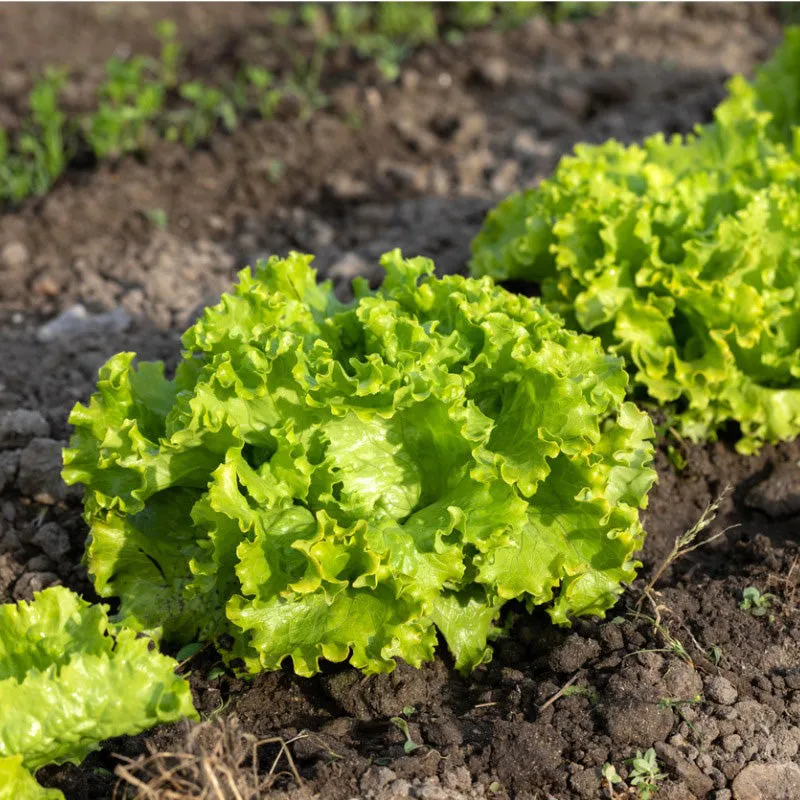 Anuenue Crisphead/Batavian Lettuce Seeds (Organic)